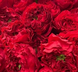 Роза Ред Монстр пионовидная (60 см) Роза Ред Монстр пионовидная (60 см)